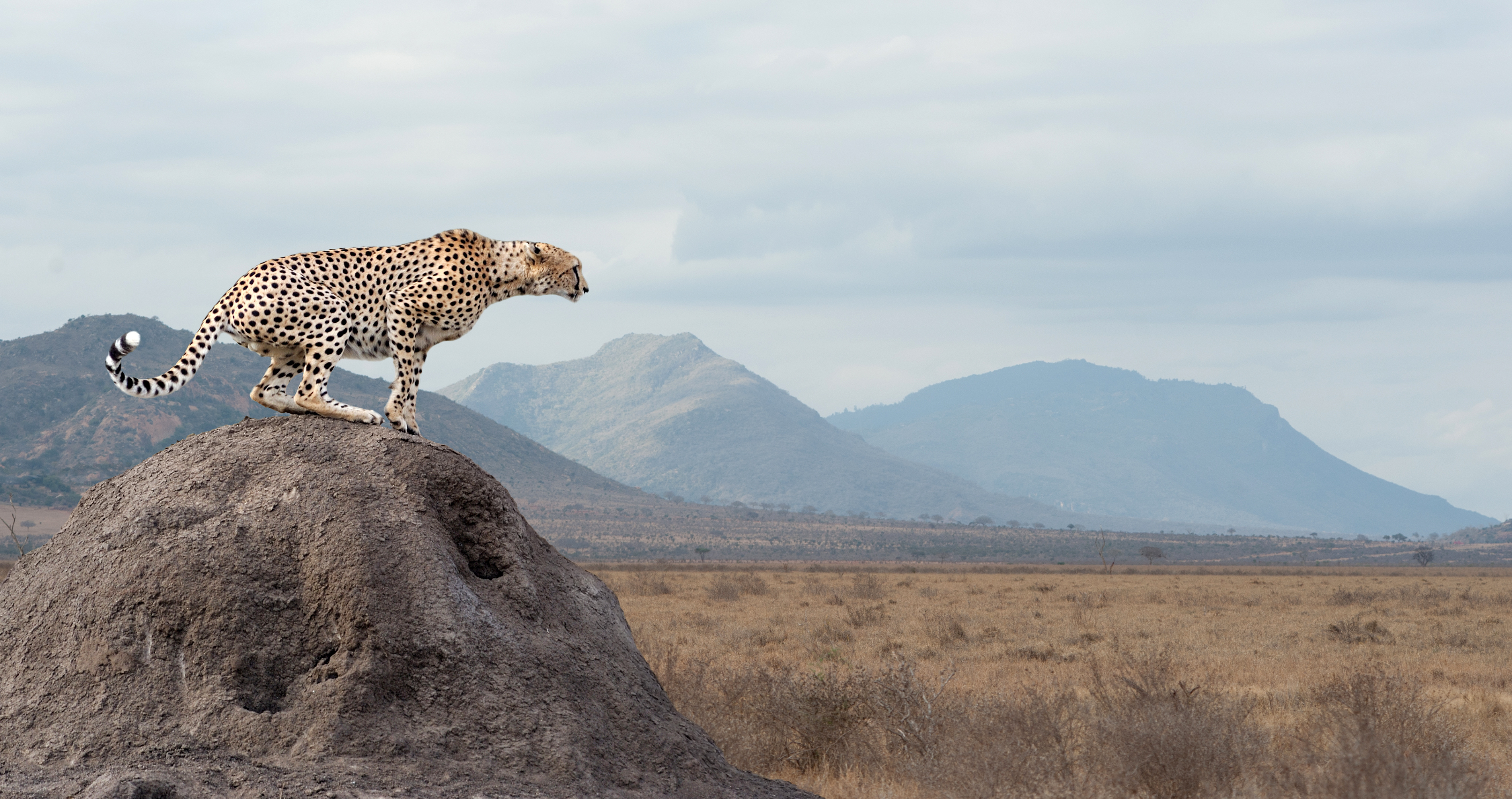 Cheetah surveying the plains